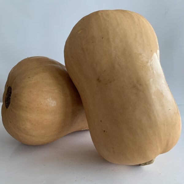 Butternut